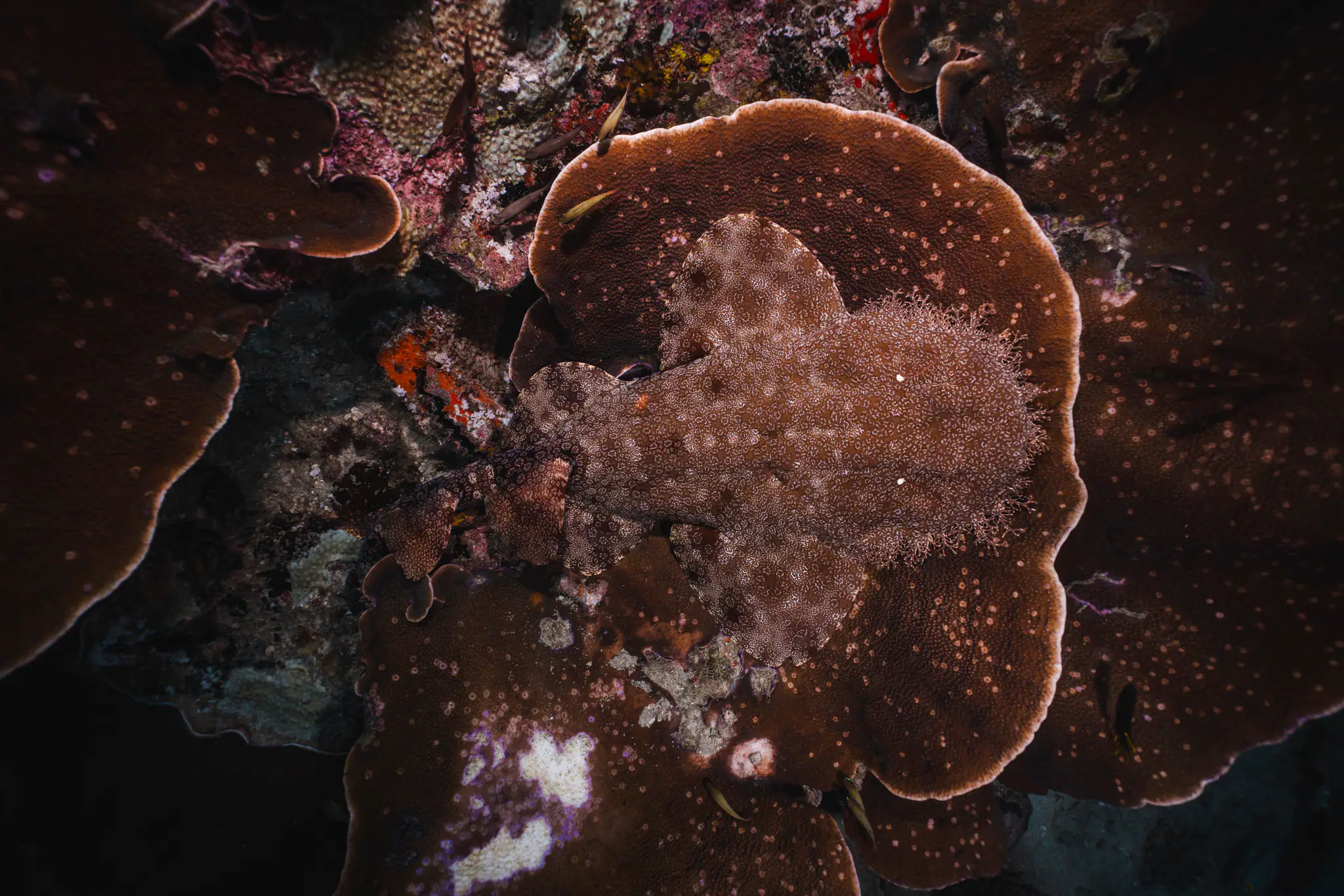Taselled Wobbegong Shark | Wallacea Dive Cruise