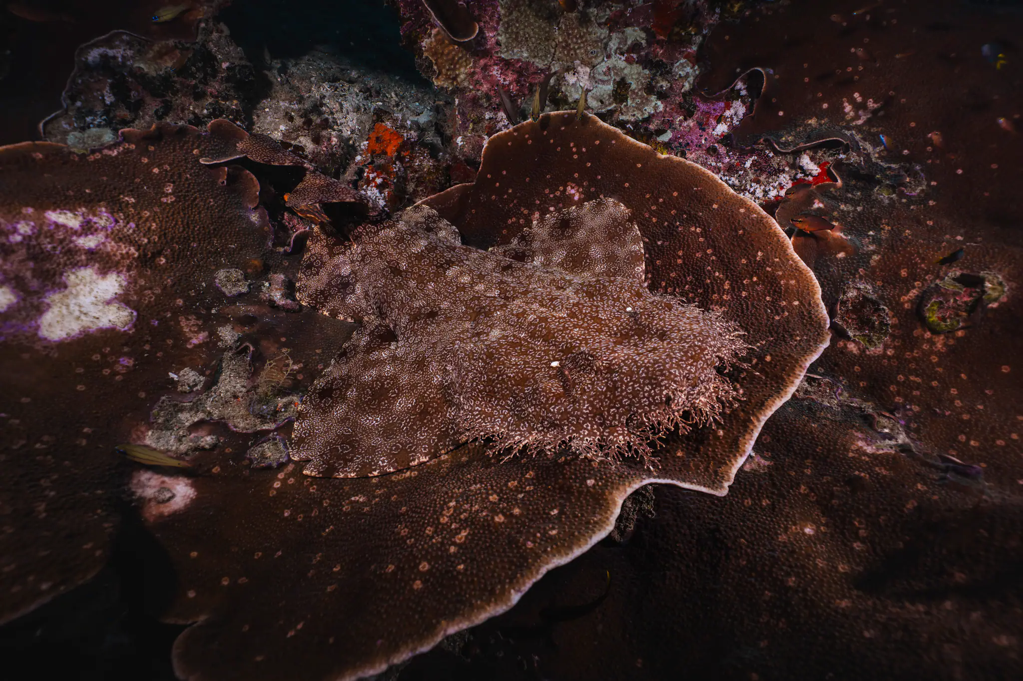 Taselled Wobbegong Shark | Wallacea Dive Cruise