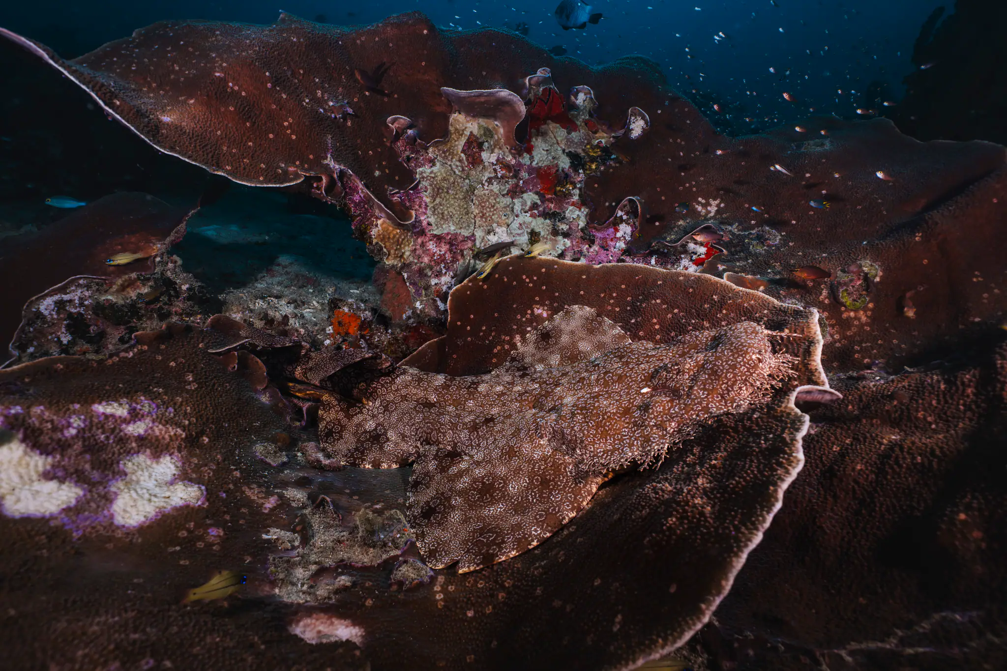 Taselled Wobbegong Shark | Wallacea Dive Cruise