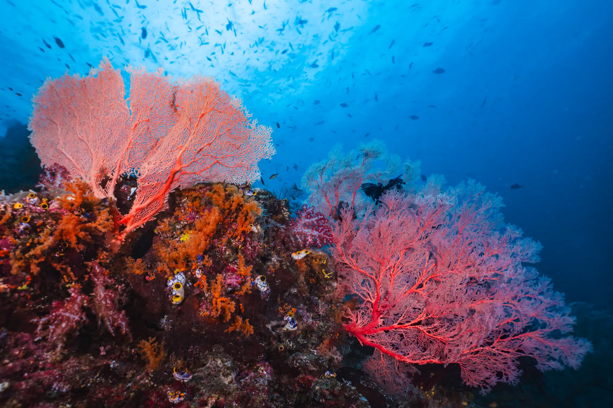 Halmahera Corals | Wallacea Dive Cruise 