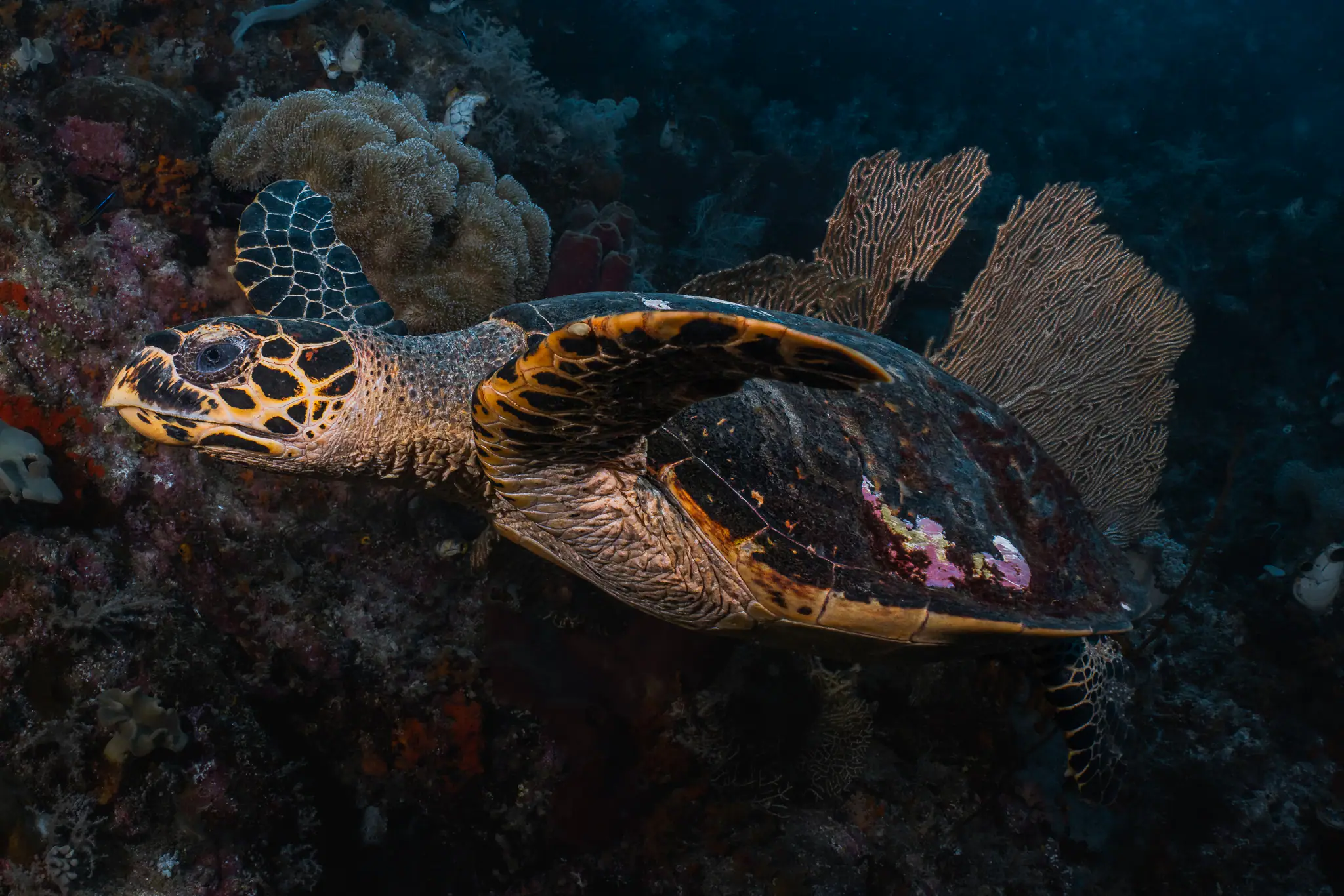 Sea Turtle | Wallacea Dive Cruise