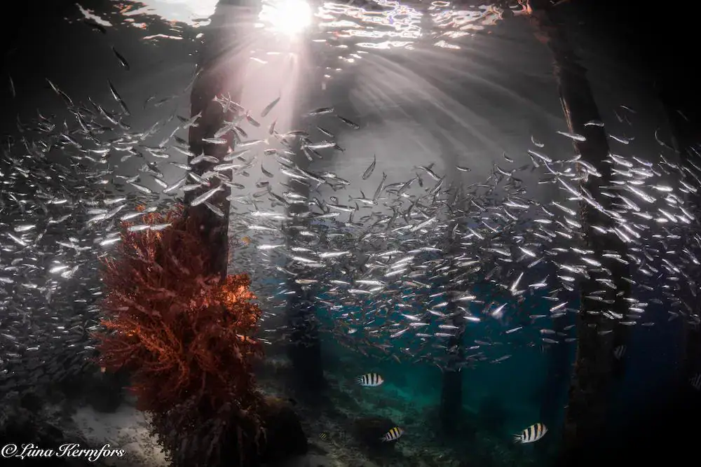 School of fish, vibrant marine life, beautiful scenery 
