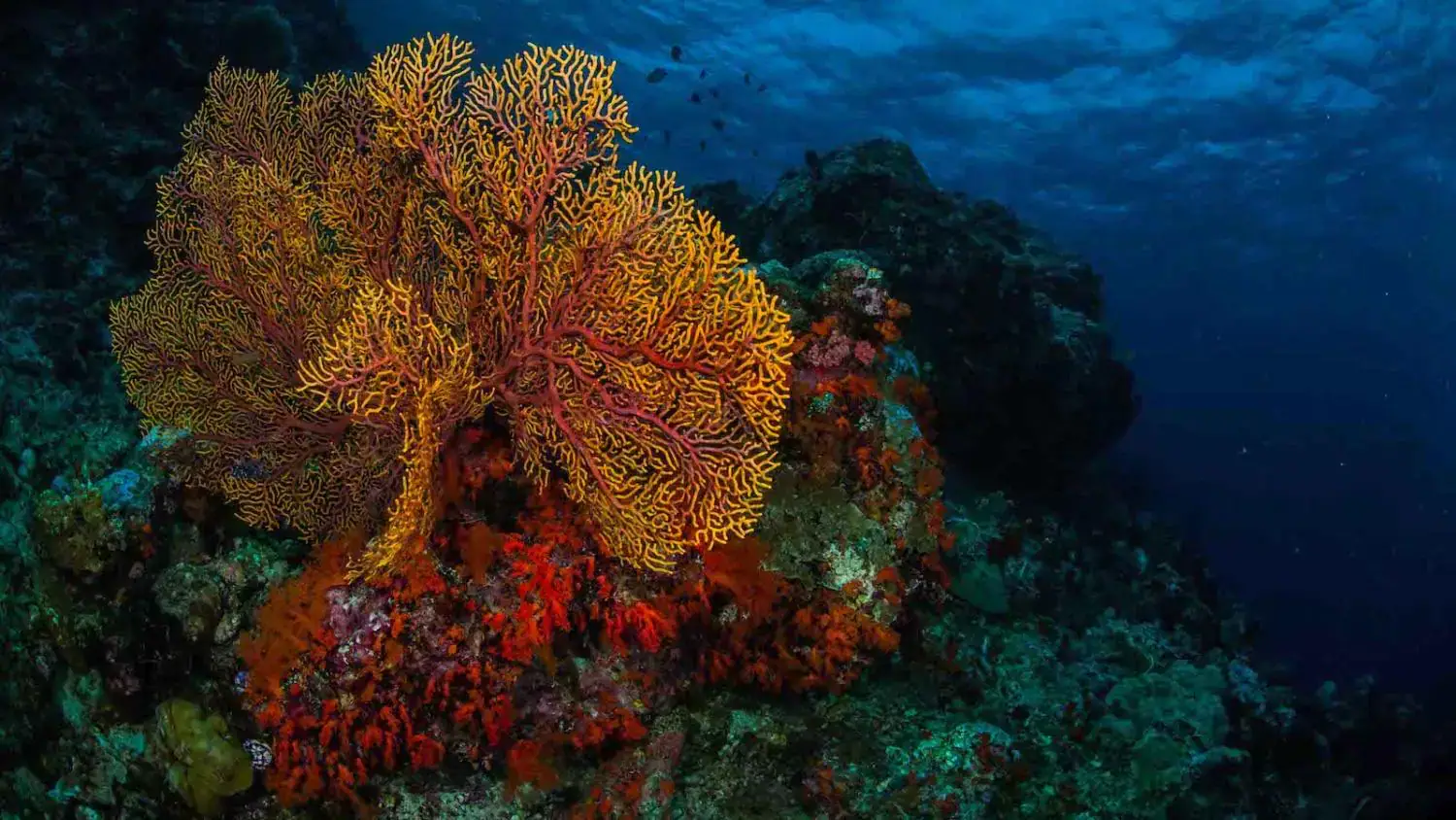 large colorful corals, deep underwater scene, dim lighting, marine ecosystem