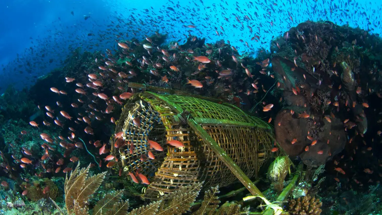 School of small fish, coral reef, clear water