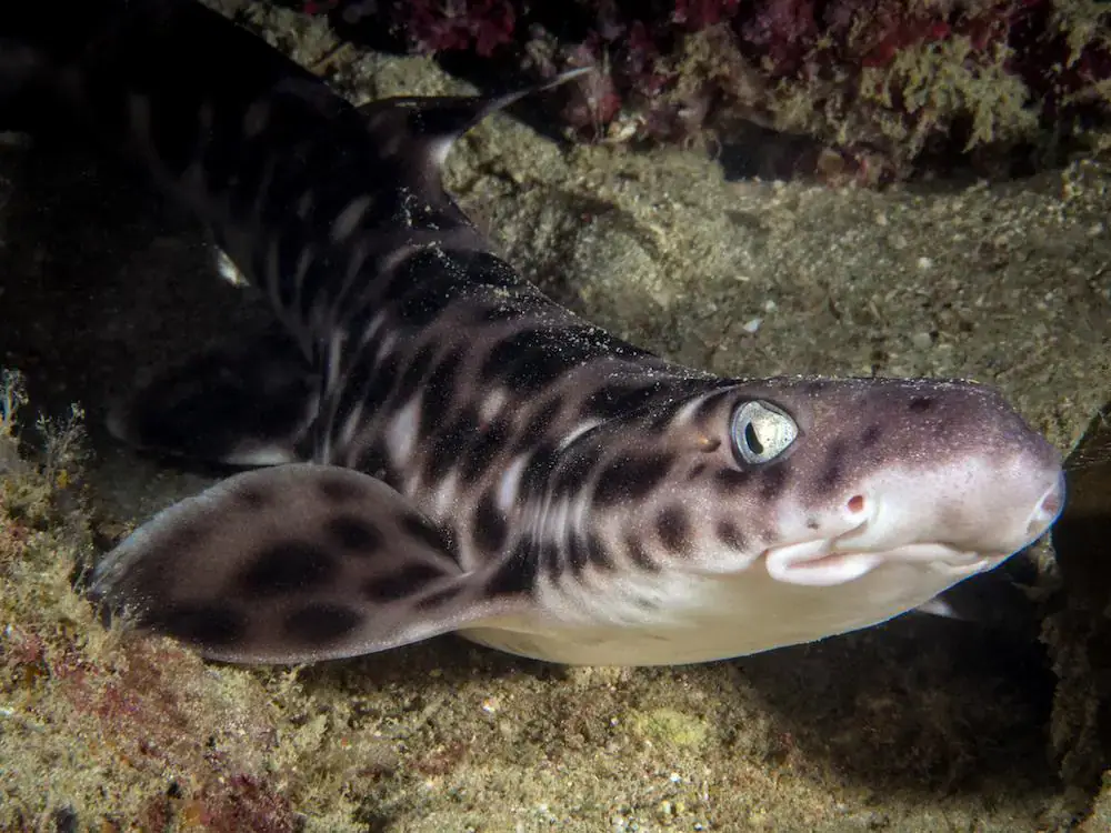 Walking shark, Shark hiding in the reef, Marine life