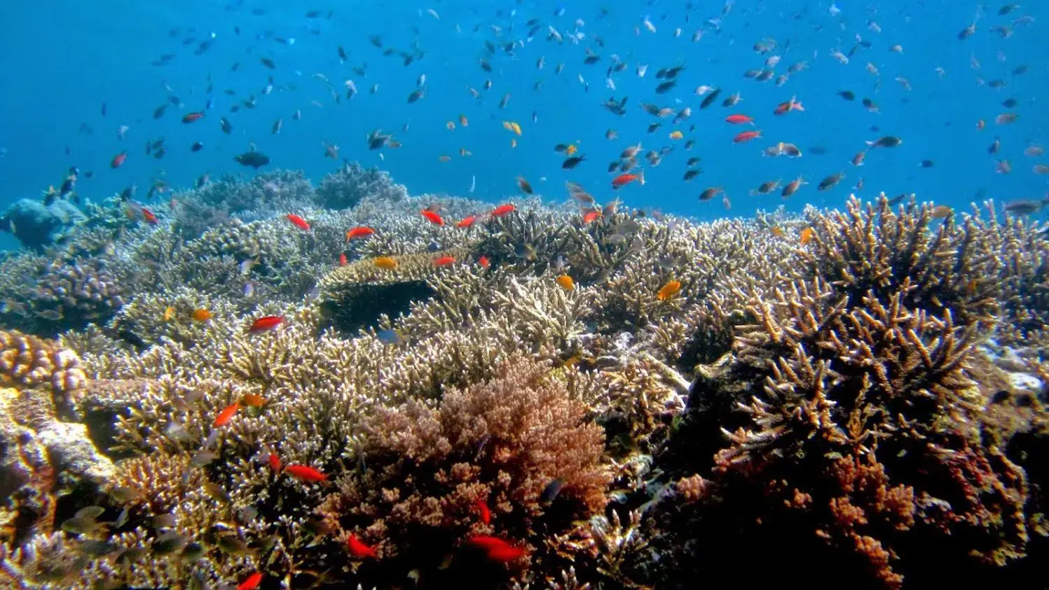 coral reef, colorful fish, clear water, marine life, underwater world, vibrant ecosystem