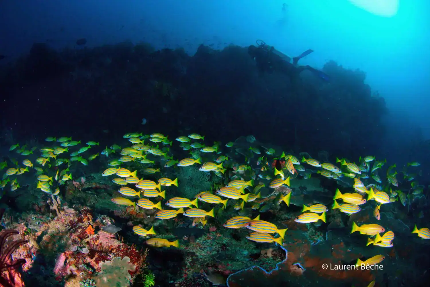 Colourful reef, sponge-covered rock, deep blue water, school of fish