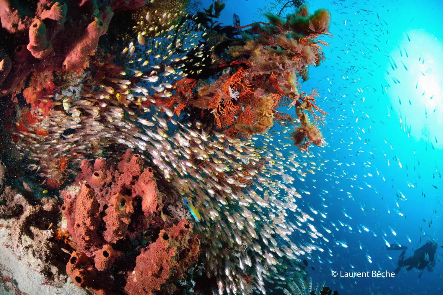 Vibrant marine life, Fish, Corals, Underwater scene