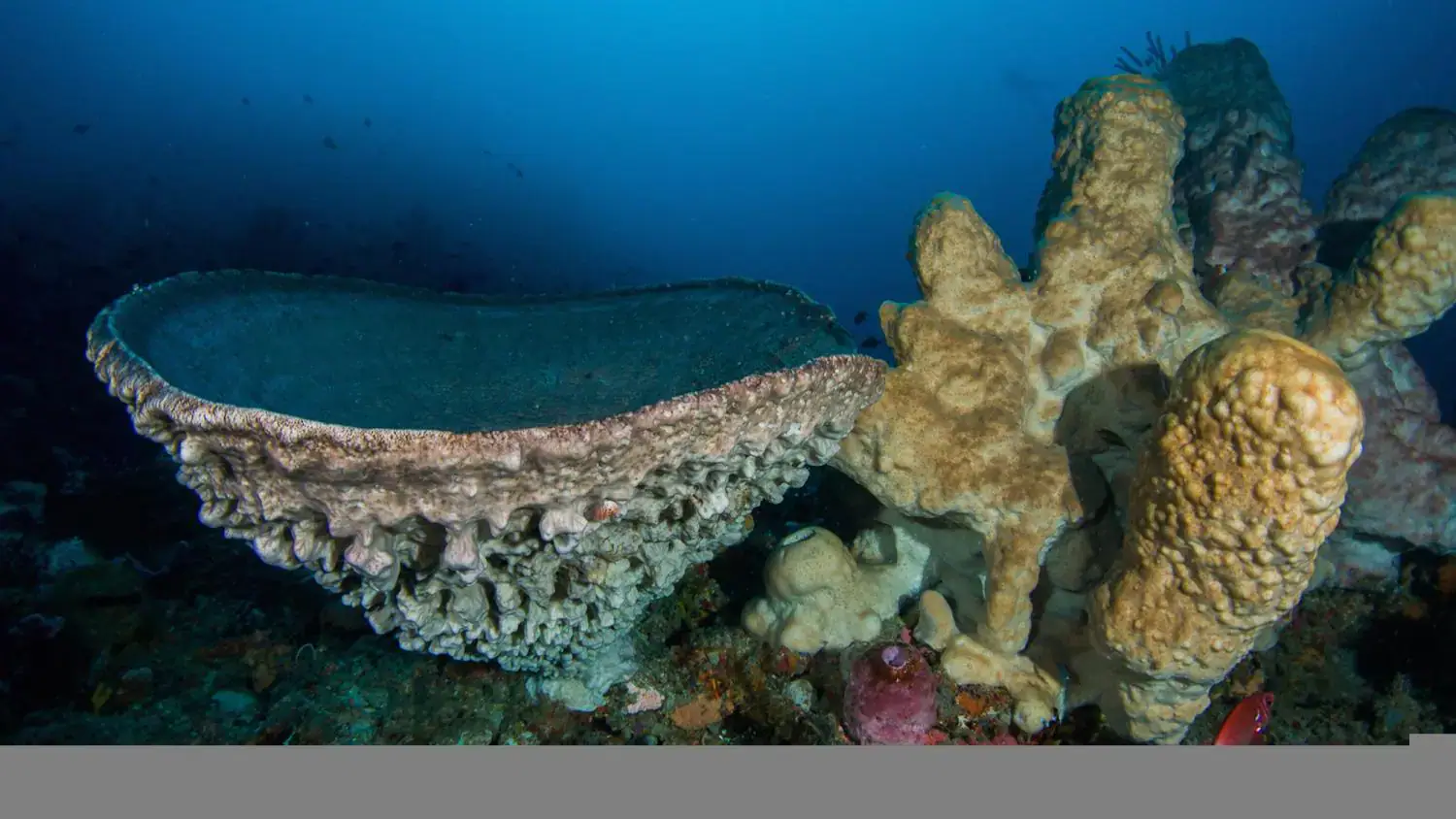 massive corals, wide reef structures, underwater landscape, colorful ecosystem