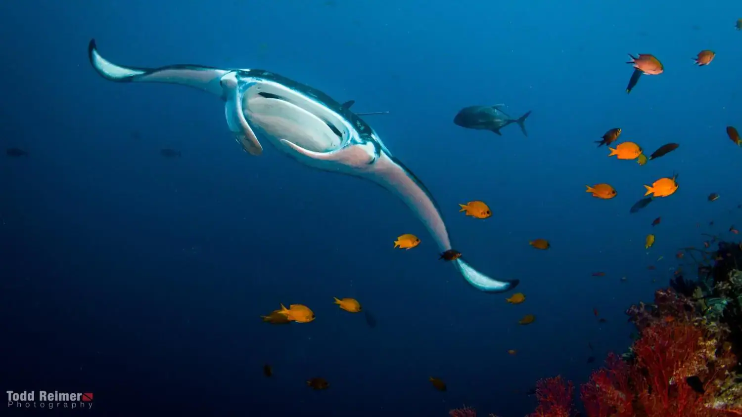 Manta ray, clear blue water, school of orange fish around, majestic creature 