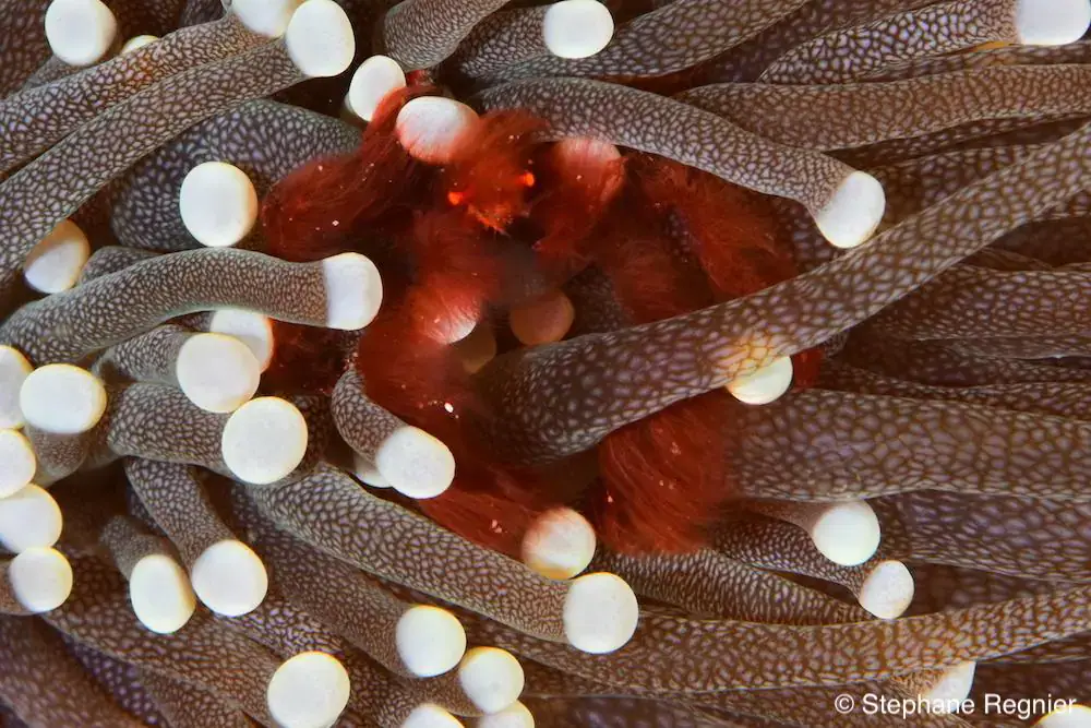 Underwater macro life, Zoom on the reef, Marine life
