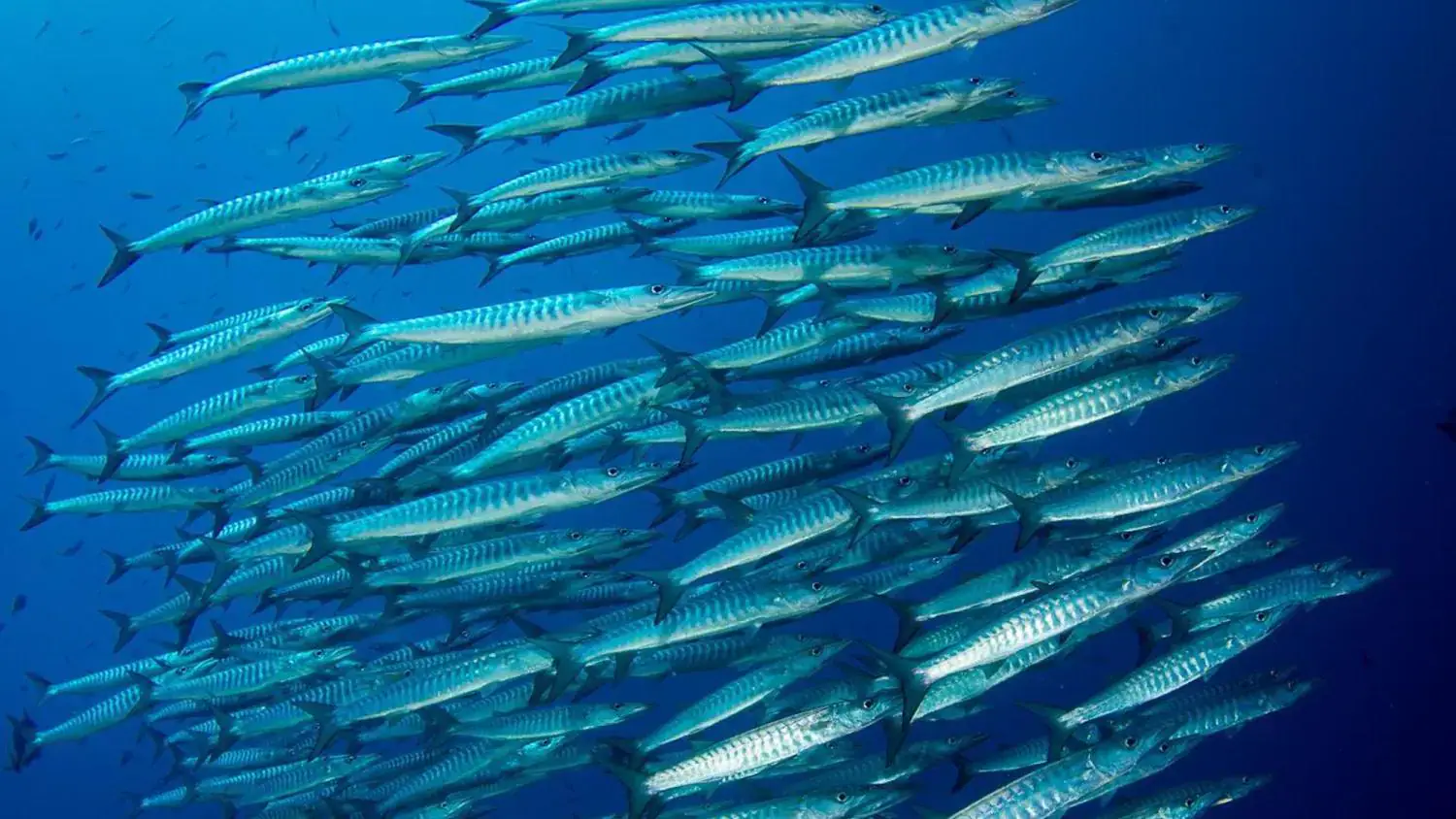 School of fish, clear blue water, depths
