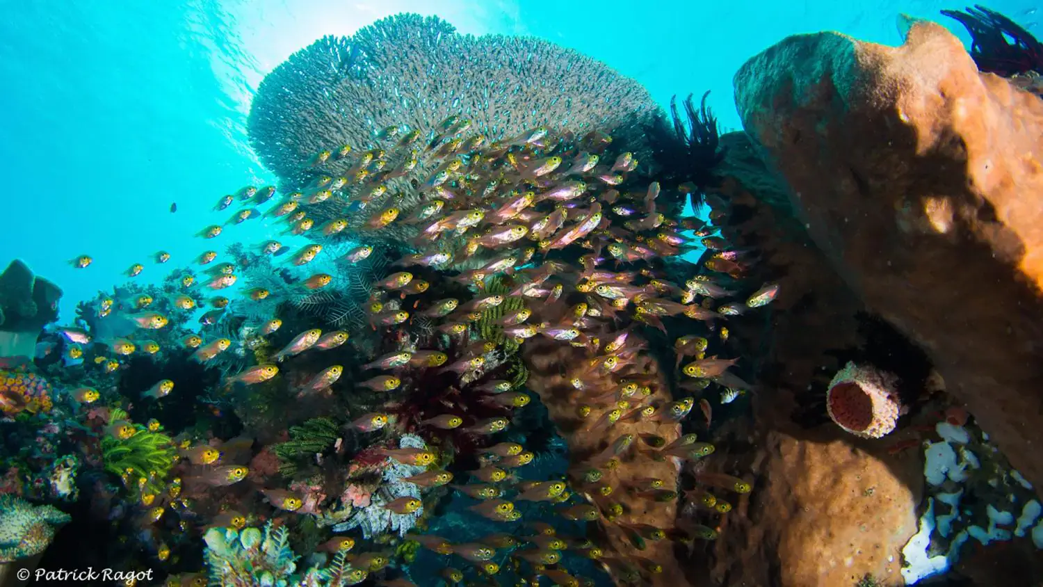 colorful fish, multicolored corals, clear water, vibrant reef, underwater paradise