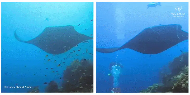 Black Manta in Raja Ampat