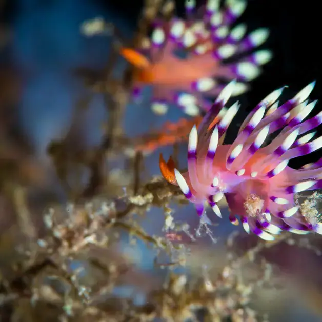 flabelli nudibranche, pink and orange species, coral, marine life scene 