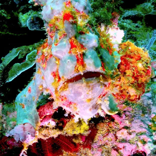 frog fish, special species, marine life, multicolour fish