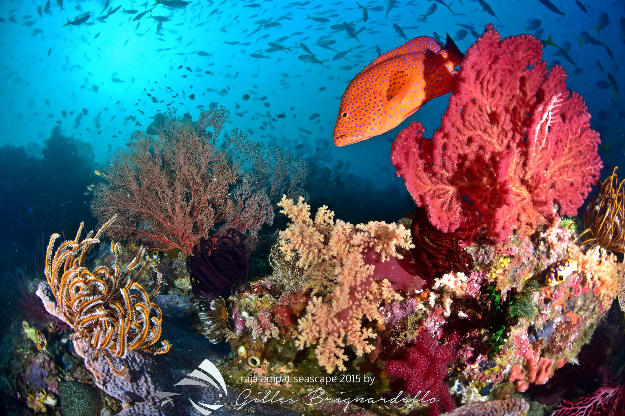 The rich biodiversity in Raja Ampat with Wallacea Dive Cruise