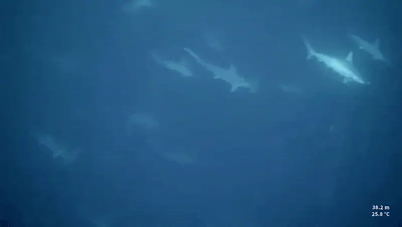 Hammerhead Shark in Banda Sea | Wallacea Dive Cruise
