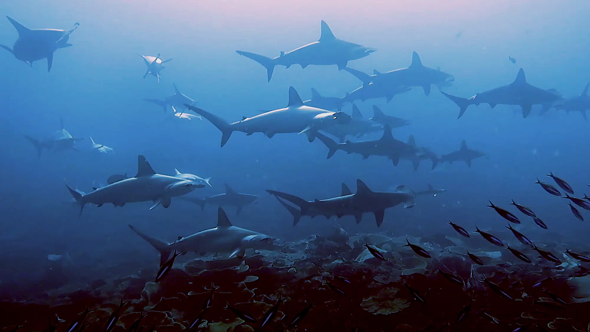 hammerhead-sharks-2019-edited