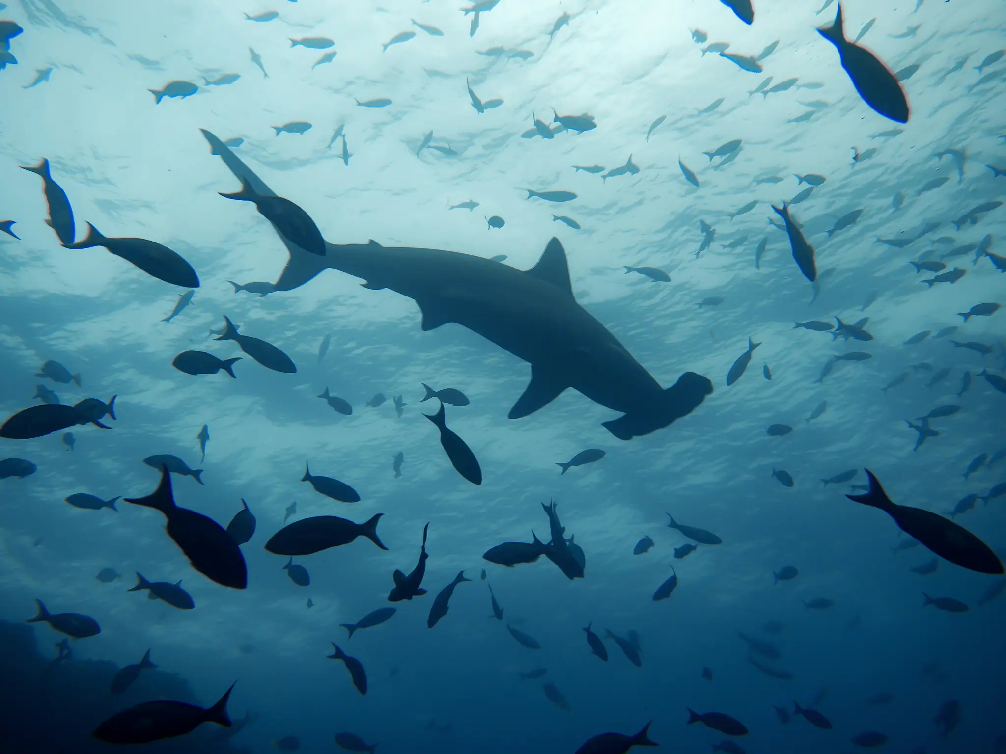 Best Time To See Hammerheads in Banda Sea | Wallacea Dive Cruise