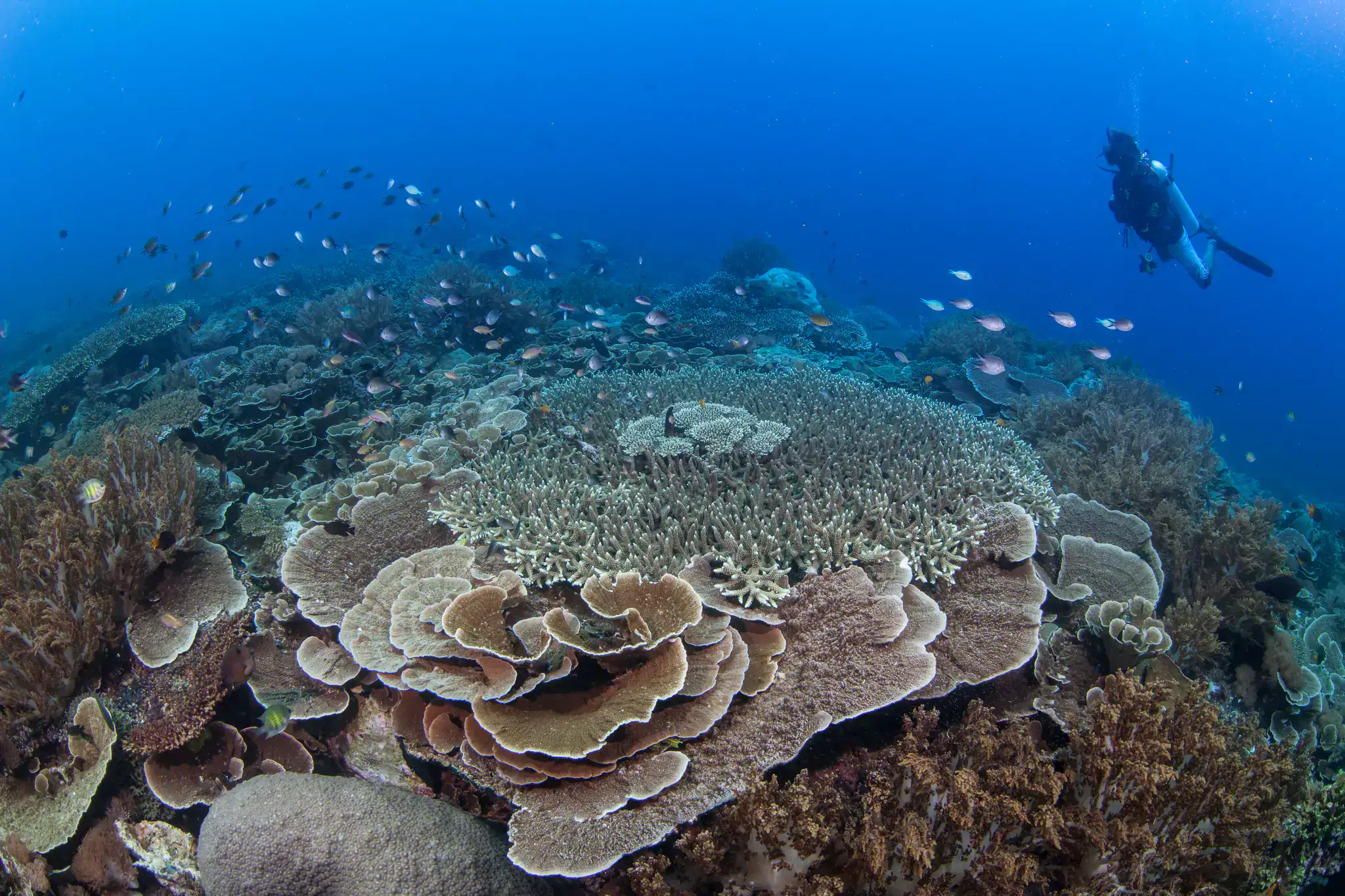 howard corals, marinę species, marine life, clear water, diving
