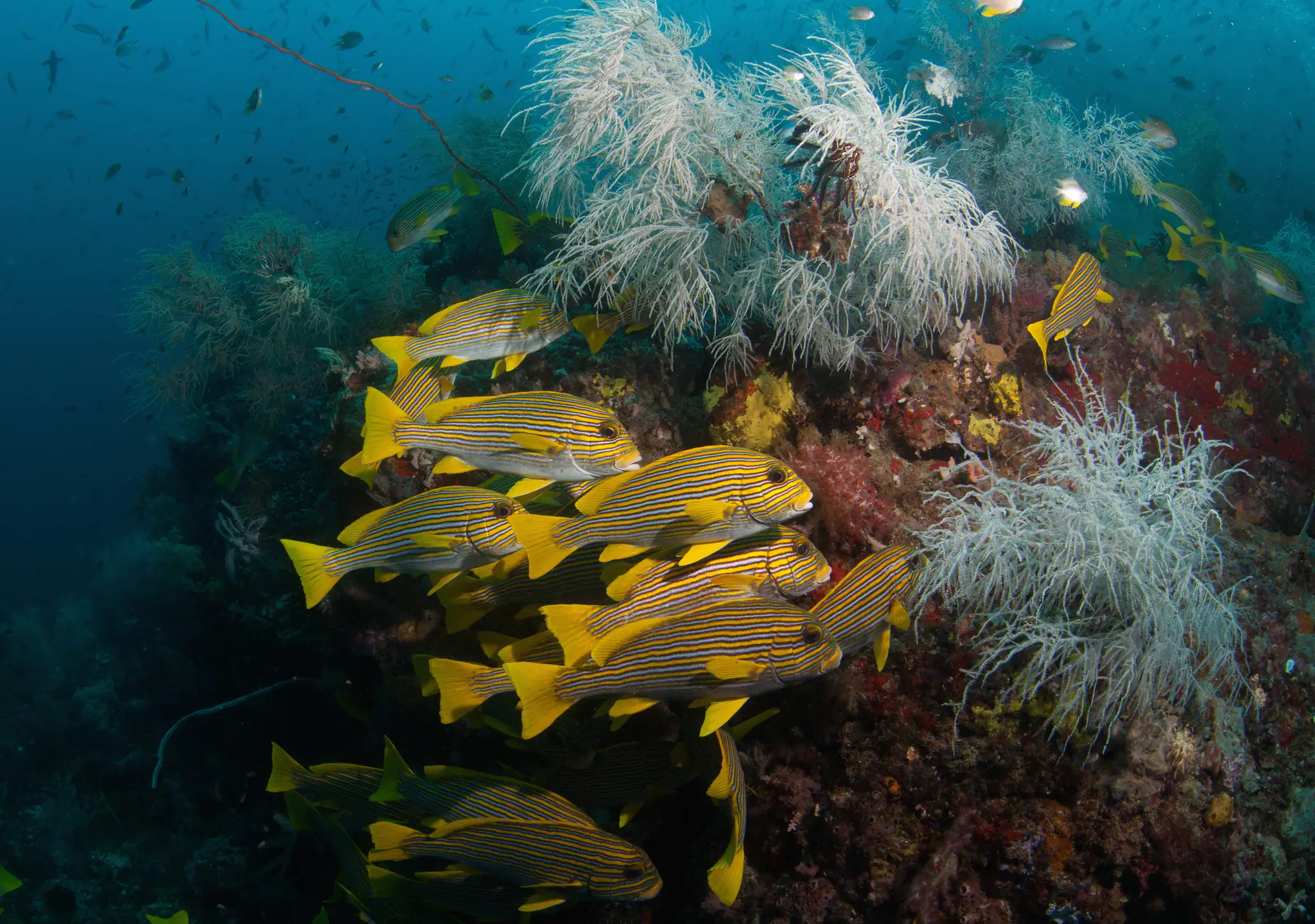 howard-sweetlips-copy