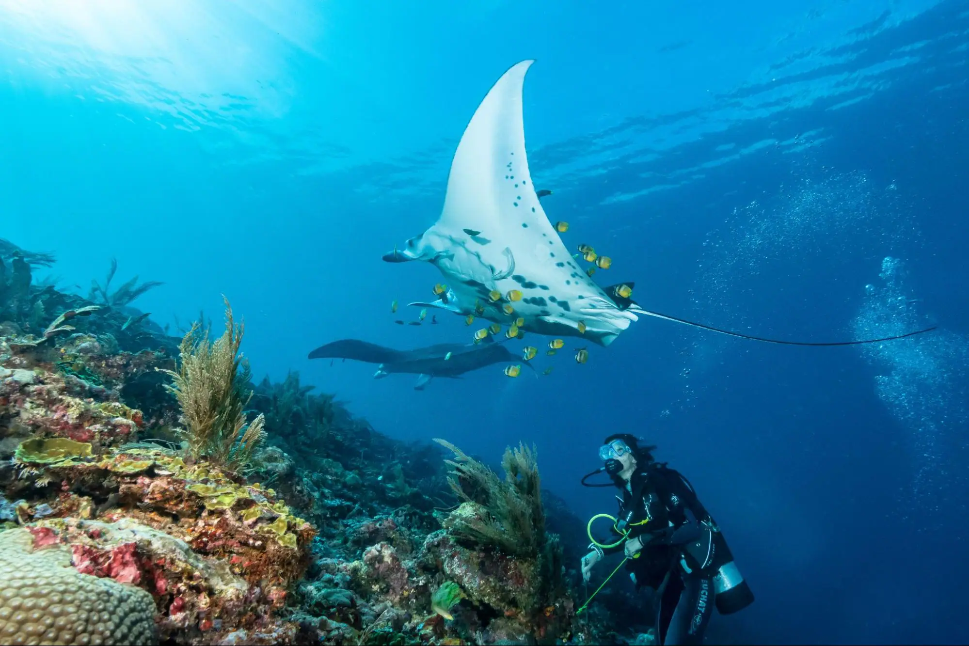 Manta Rays at Dive Destination of Raja Ampat