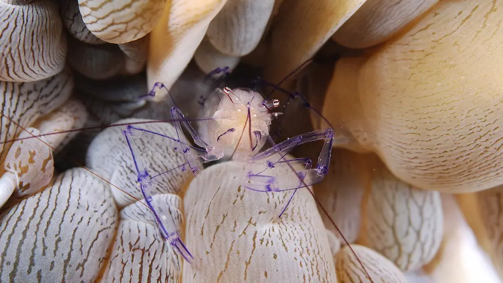 Bubble Shrimp; Ghost of the Reef Creature