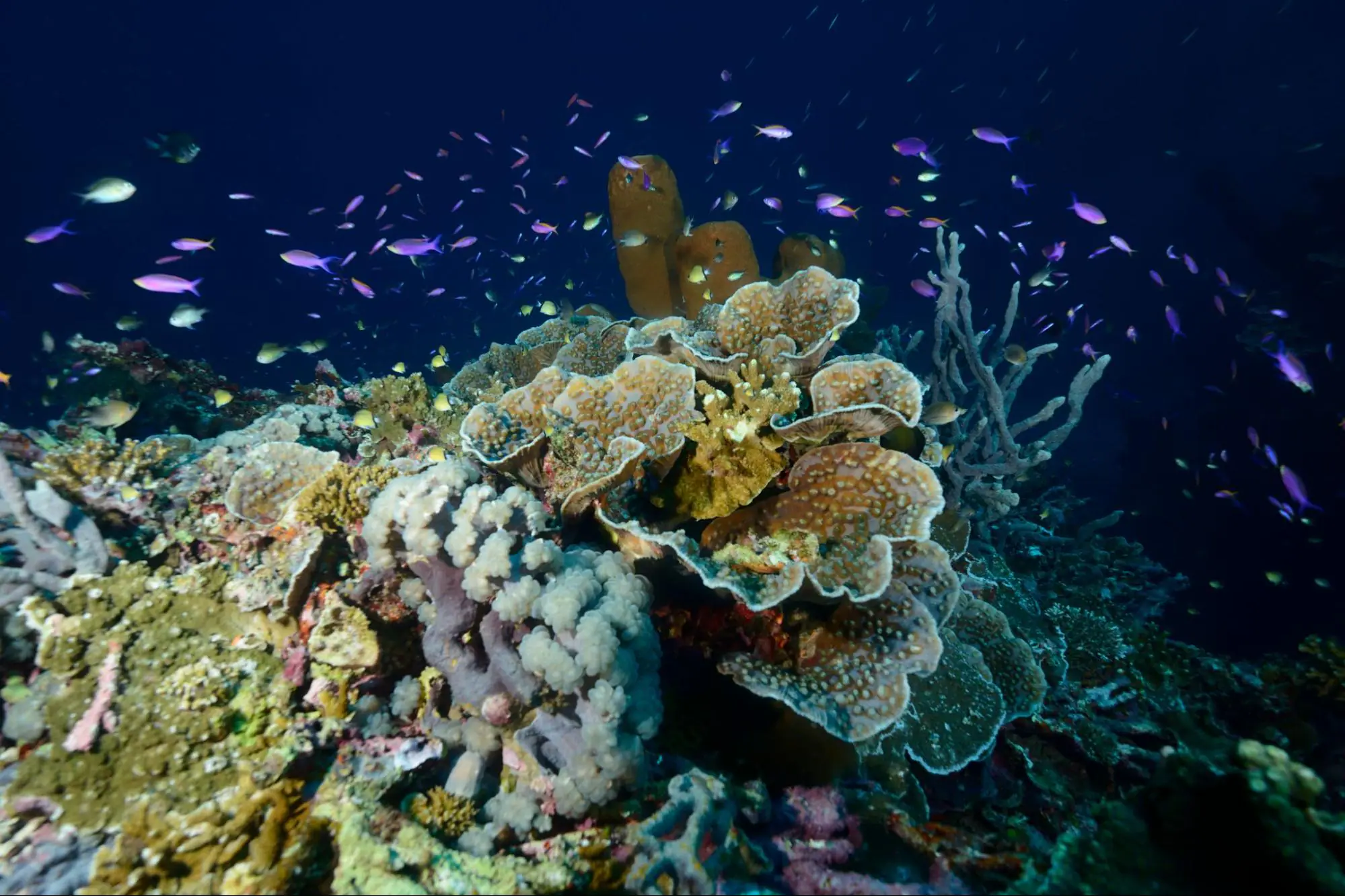 Anthias & Sponge on Gorontalo Dive Site, Sulawesi
