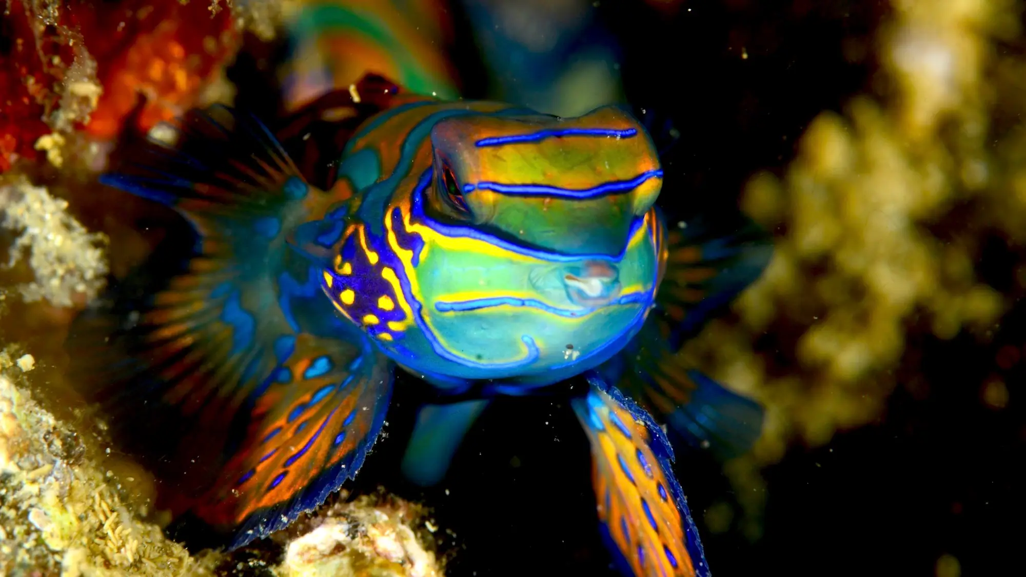 Mandarinfish by Wallacea Dive Cruise