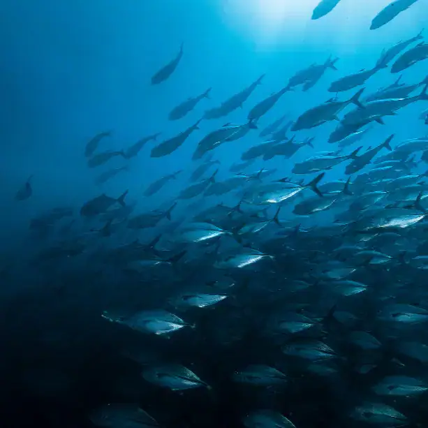 a shoal of fish, marine depths, marine life scene, clear water