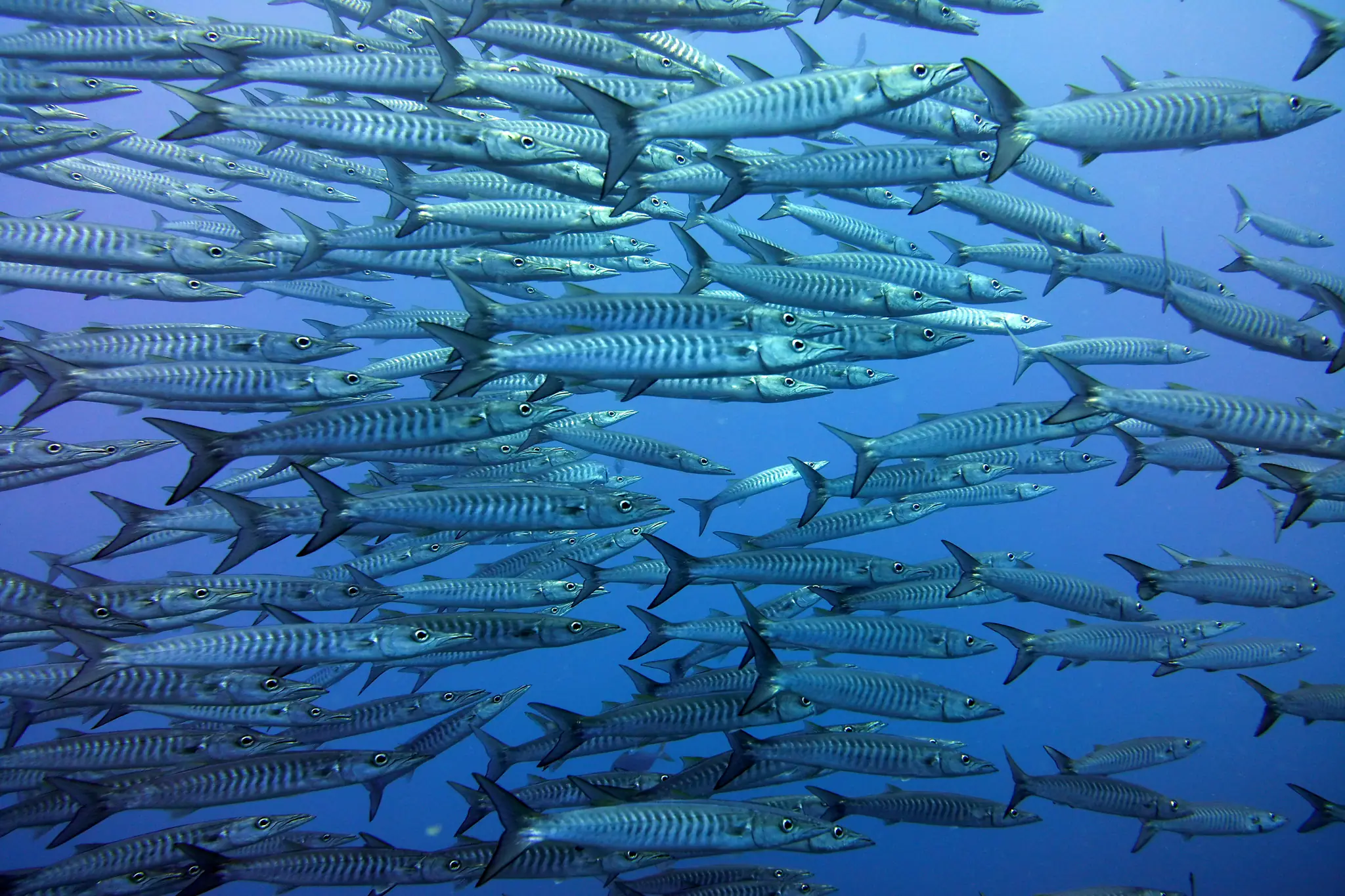Schooling Baracudas in Banda Sea | Wallacea Dive Cruise