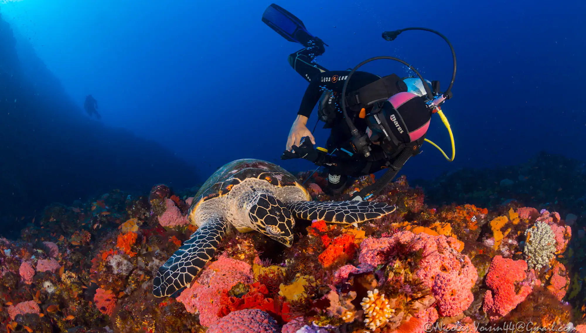 destination komodo, batu bolong diving spot, multicolour corals, turtle, diving, marine life scene