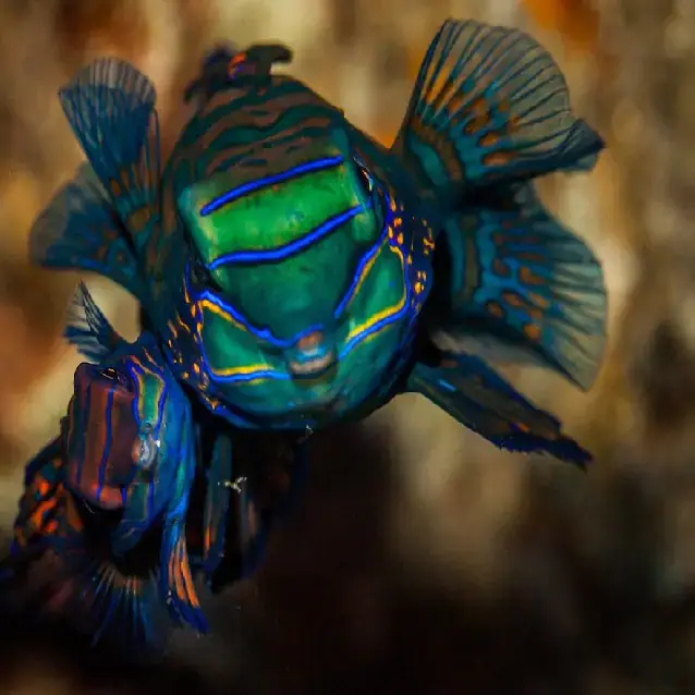 mandarine fish, blue and green fish, underwater species