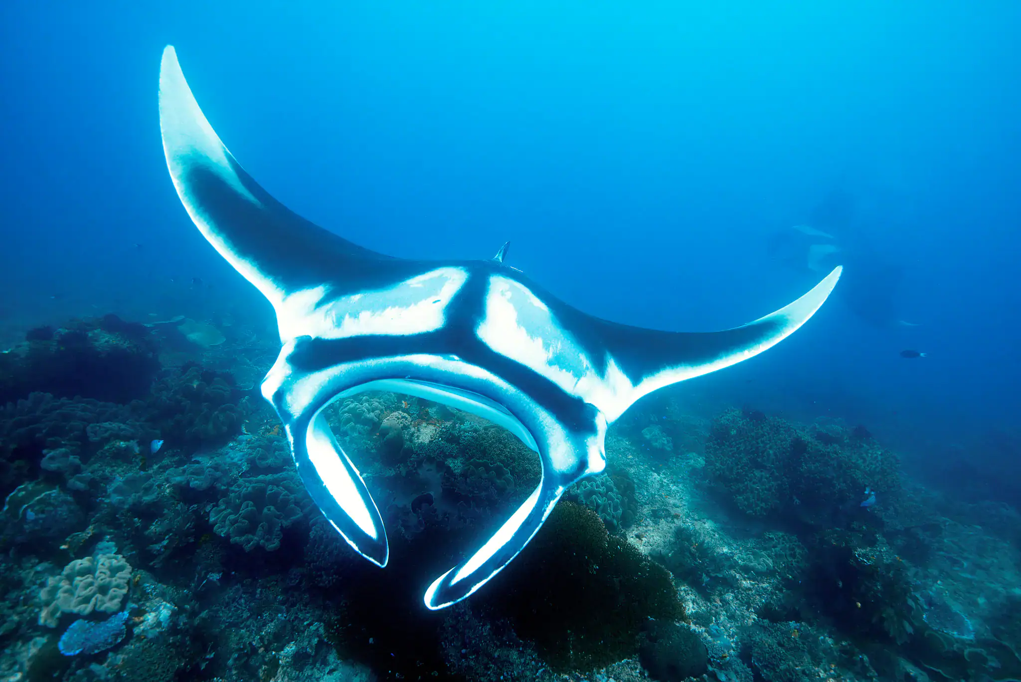 manta ray, marine life, underwater species