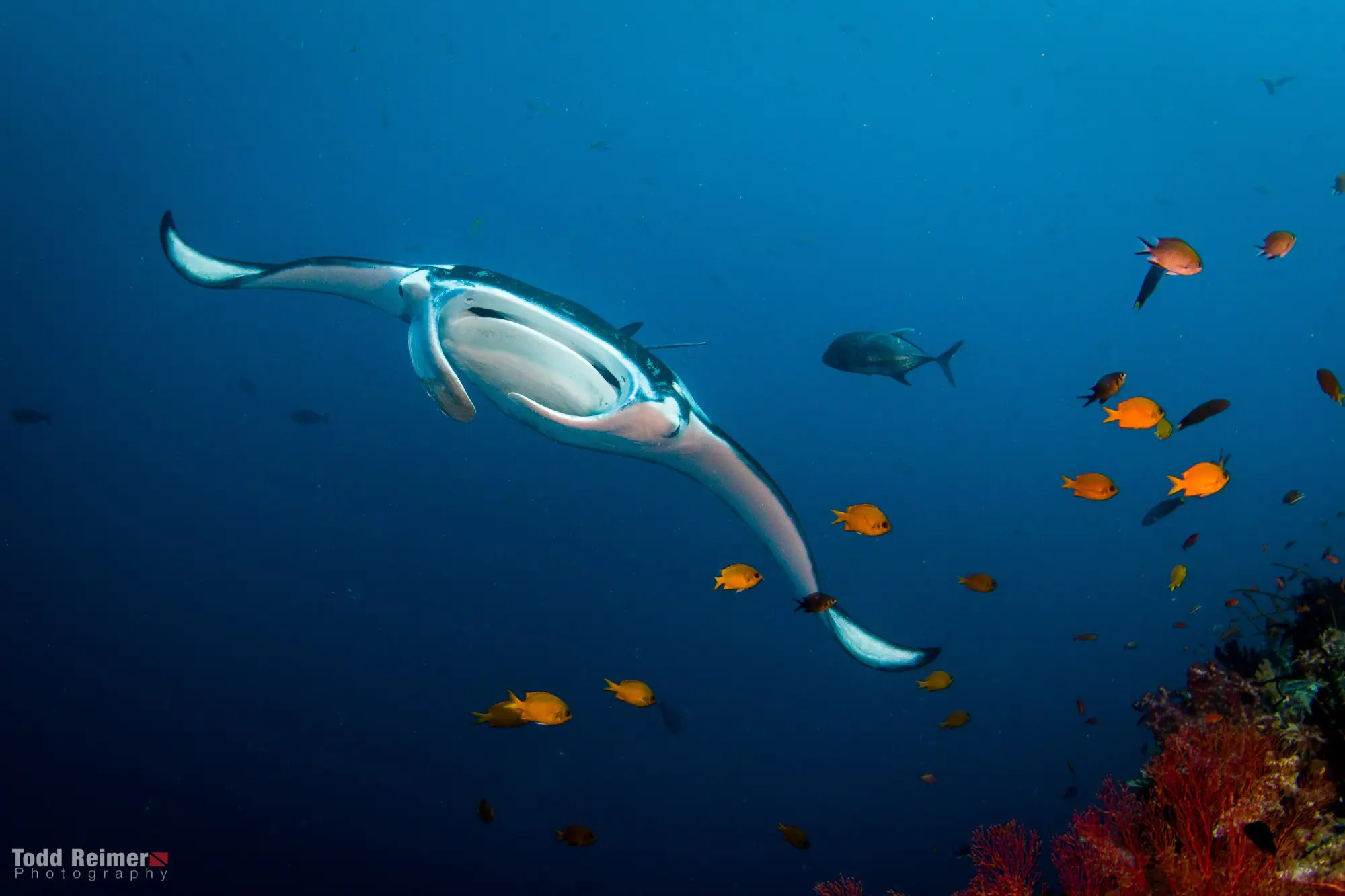 Divers spotted Manta in Halmahera Indonesia