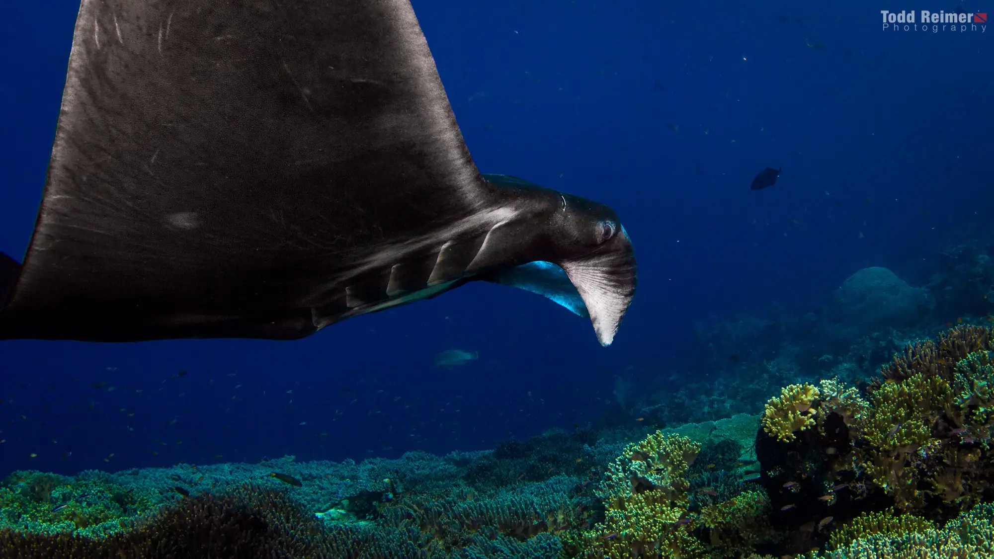 Manta Rays in Raja Ampat