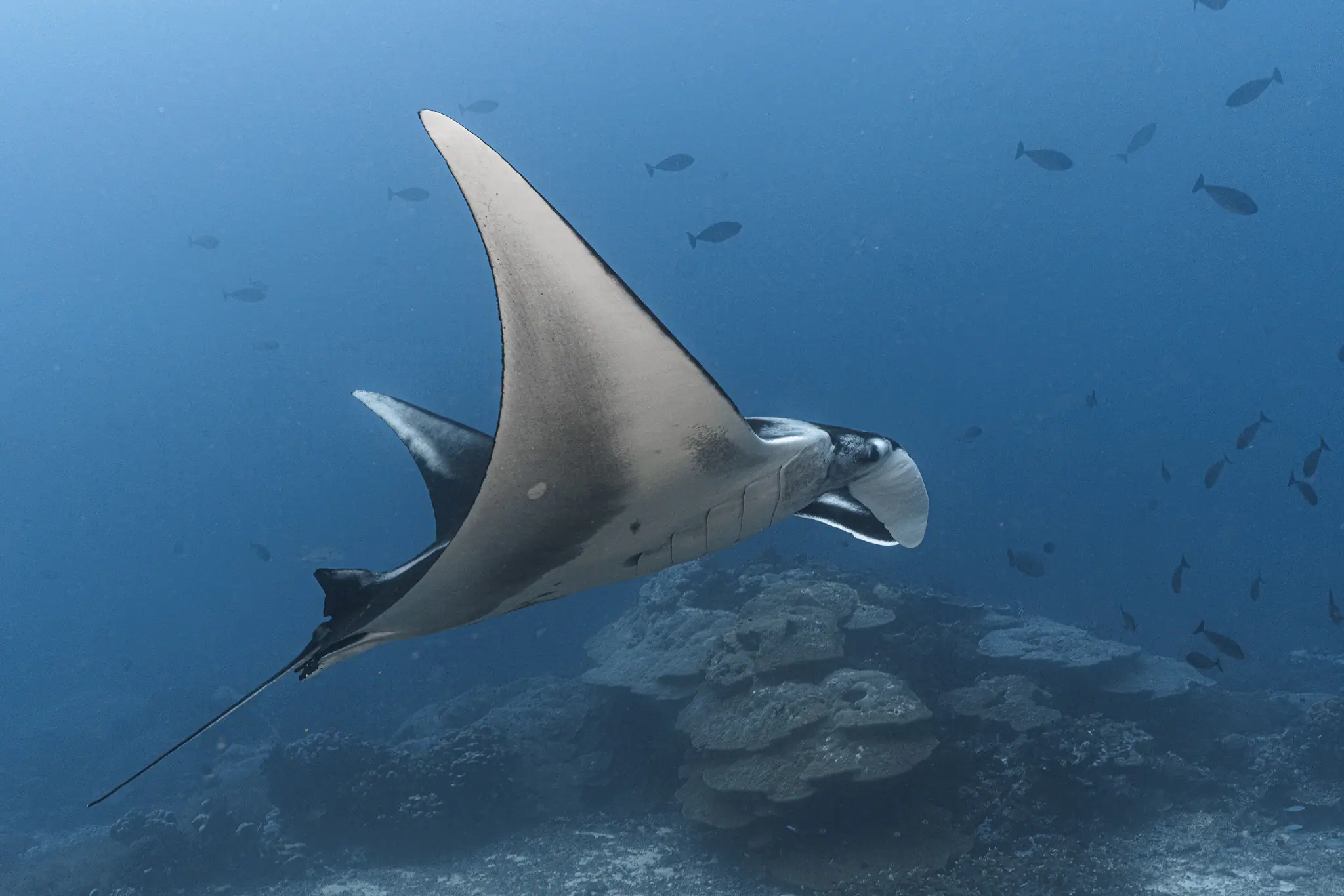 manta