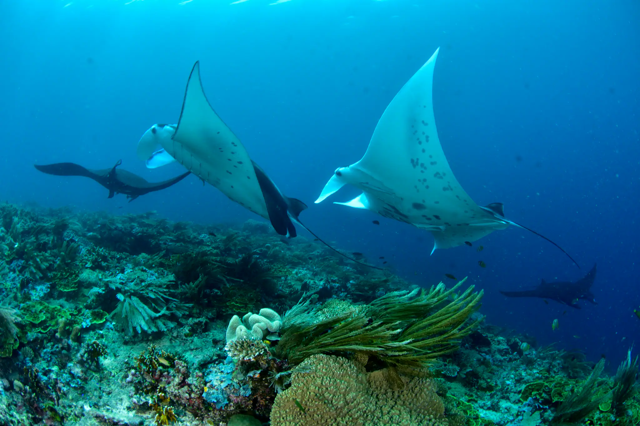 Divers Spotted Black Manta in Raja Ampat