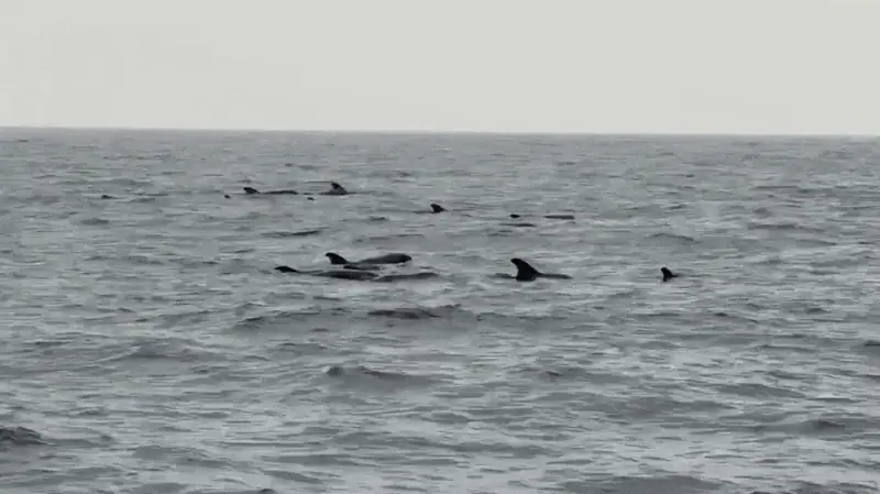 Melon-Headed Whales in Banda Sea | Wallacea Dive Cruise