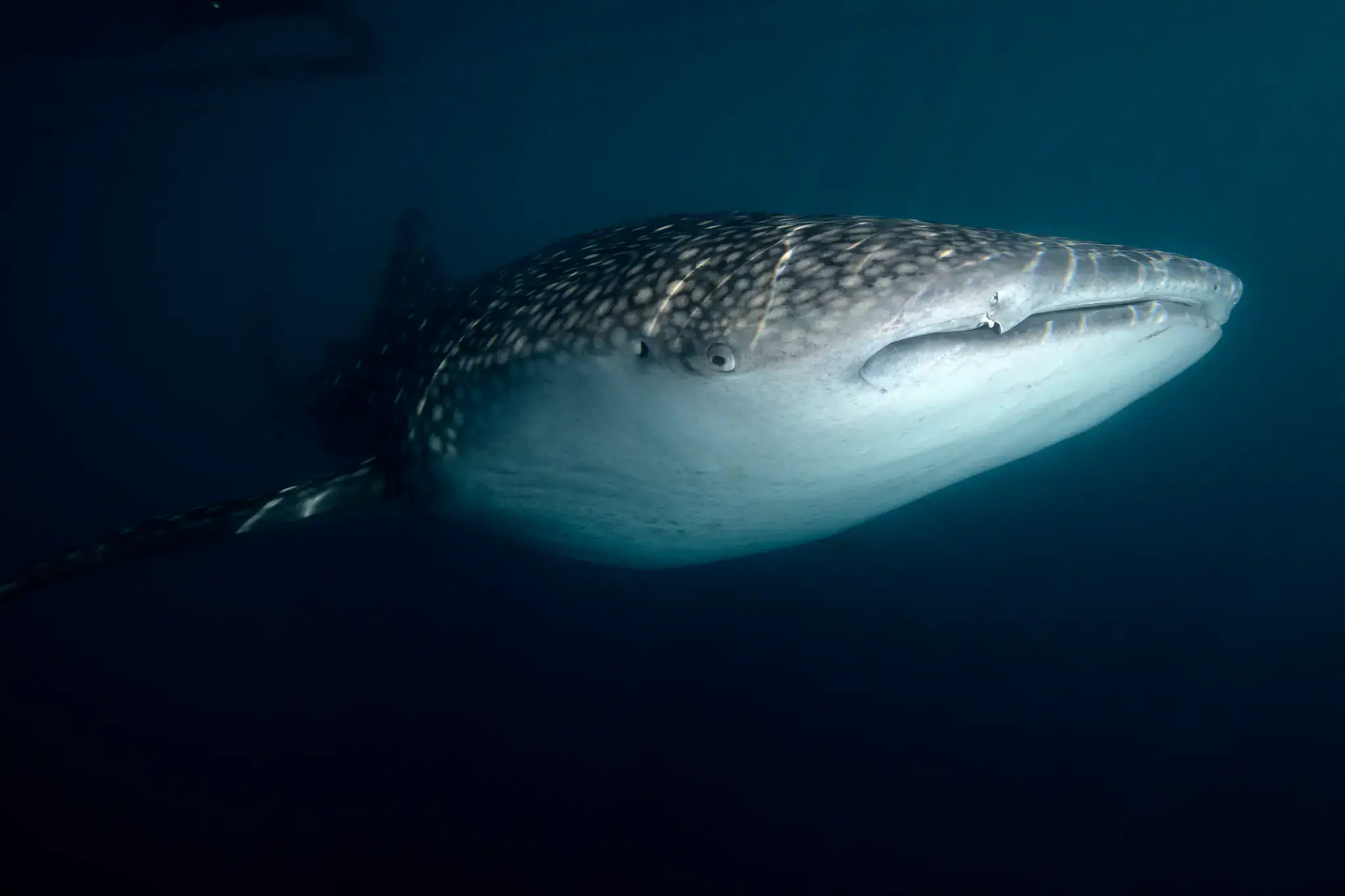 Whale shark, Marine life, Deep blue water
