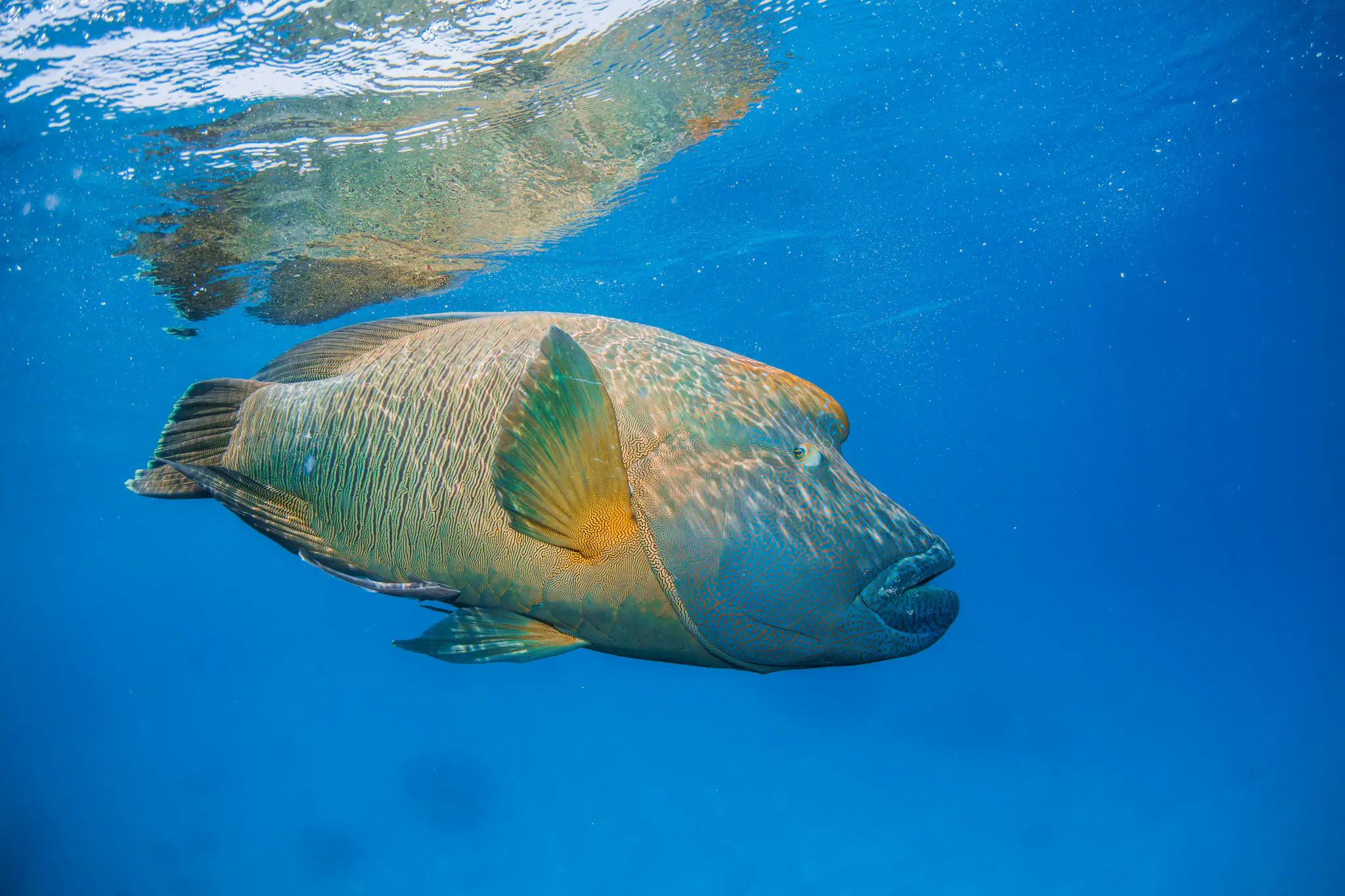 Bumphead Parrotfish in Banda Sea | Wallacea Dive Cruise