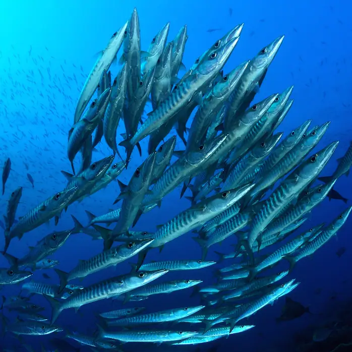 Species