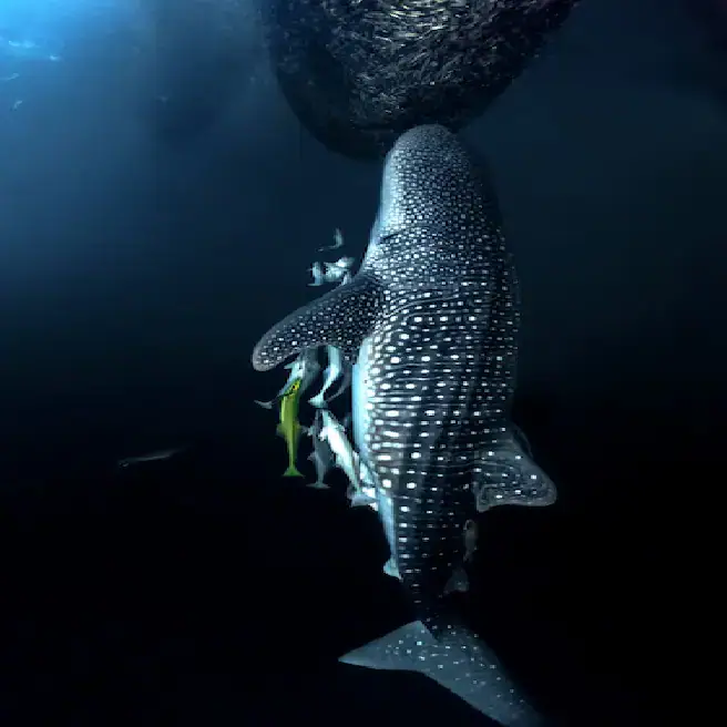 beautiful whale shark, underwater scene, deep blue water, marine life, underwater species 