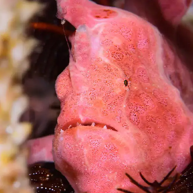 pink fish, underwater scene, marine life, macro life underwater