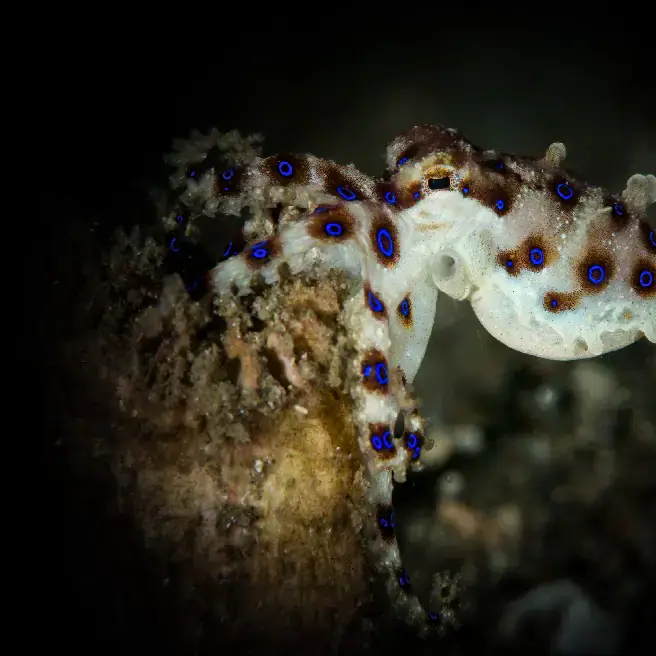 macro marine life, underwater scene, small octopus on a corail