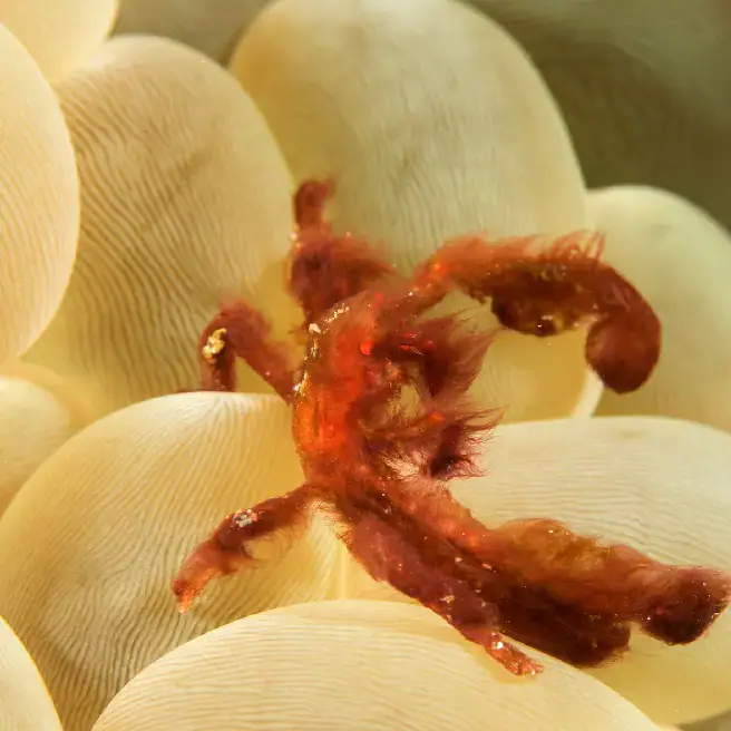 orangutan crab, hairy body, red-orange color, bubble coral, underwater macro life
