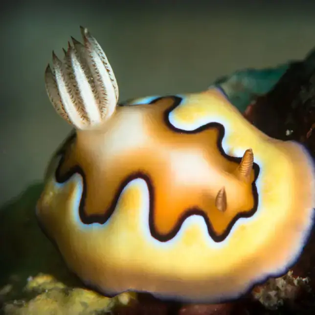 colorful nudibranch, yellow body, underwater scene, marine life