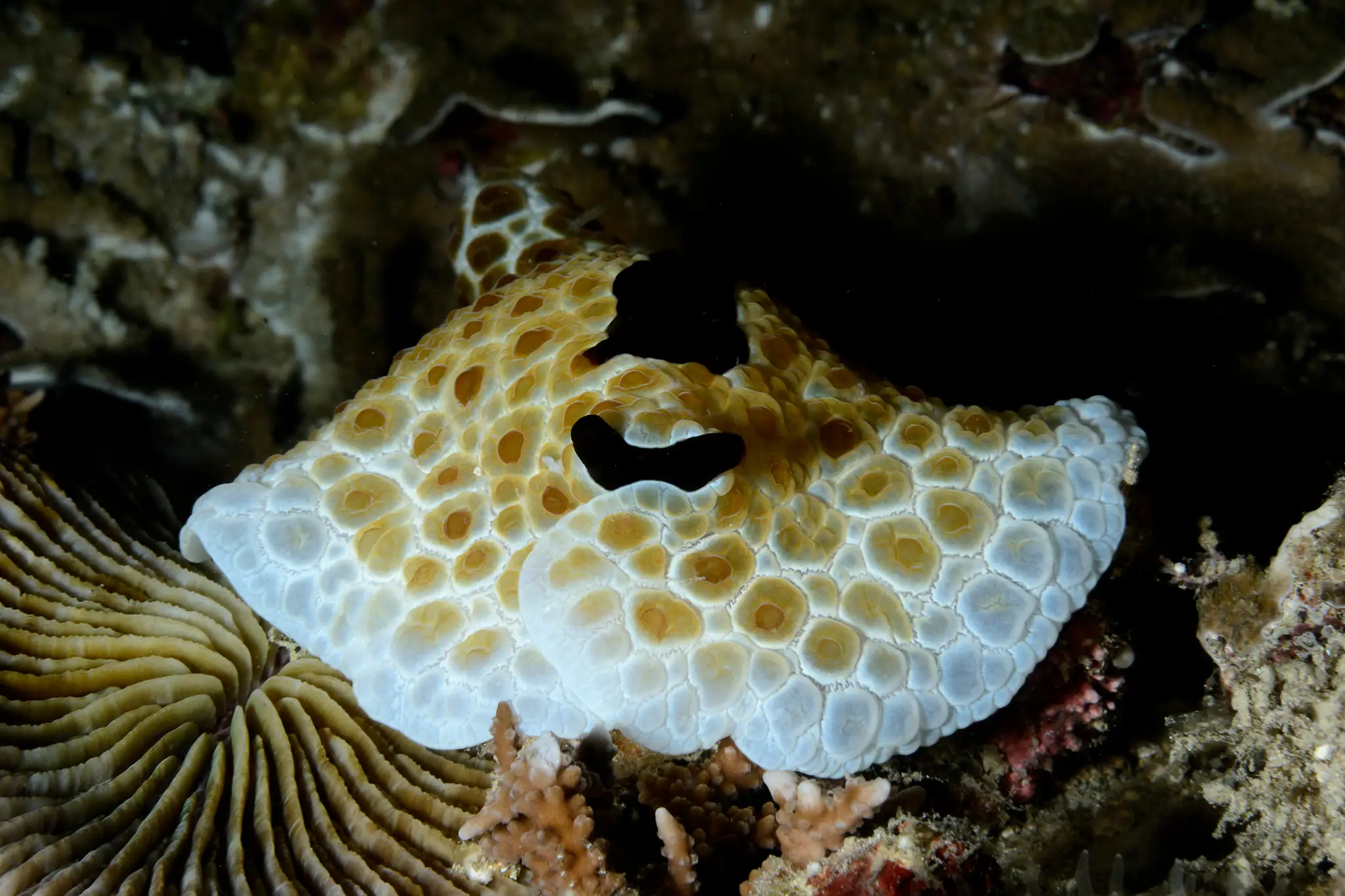 nudi-big