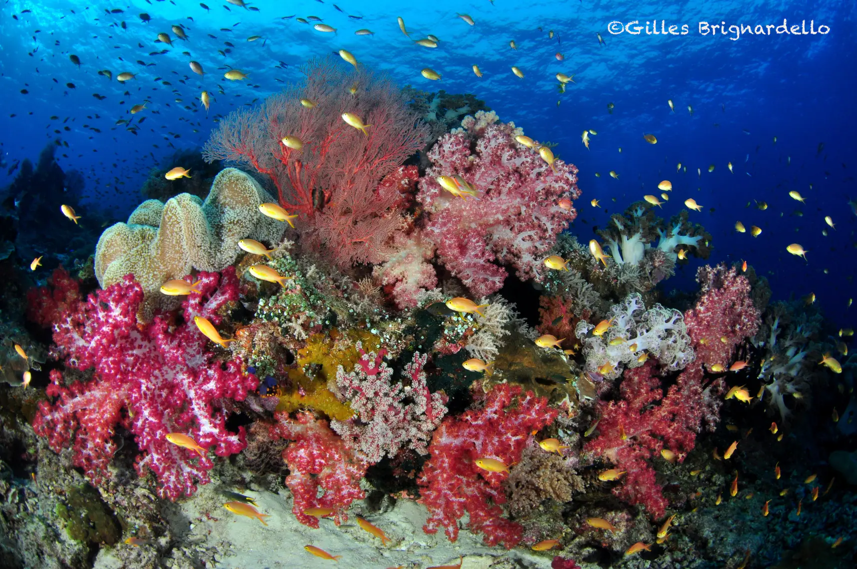The Coral Reefs of Raja Ampat